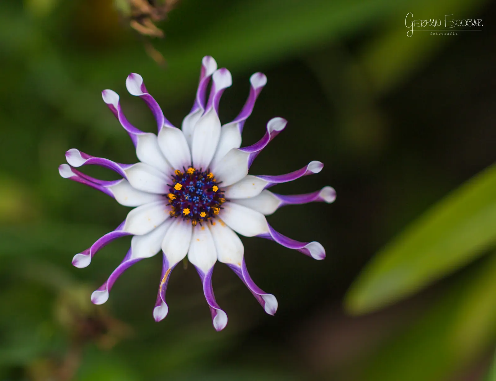 Orange Symphony African Daisy (Osteospermum Fru. 'Zion Copper Amethyst') — it boasts extended flowering from spring to fall