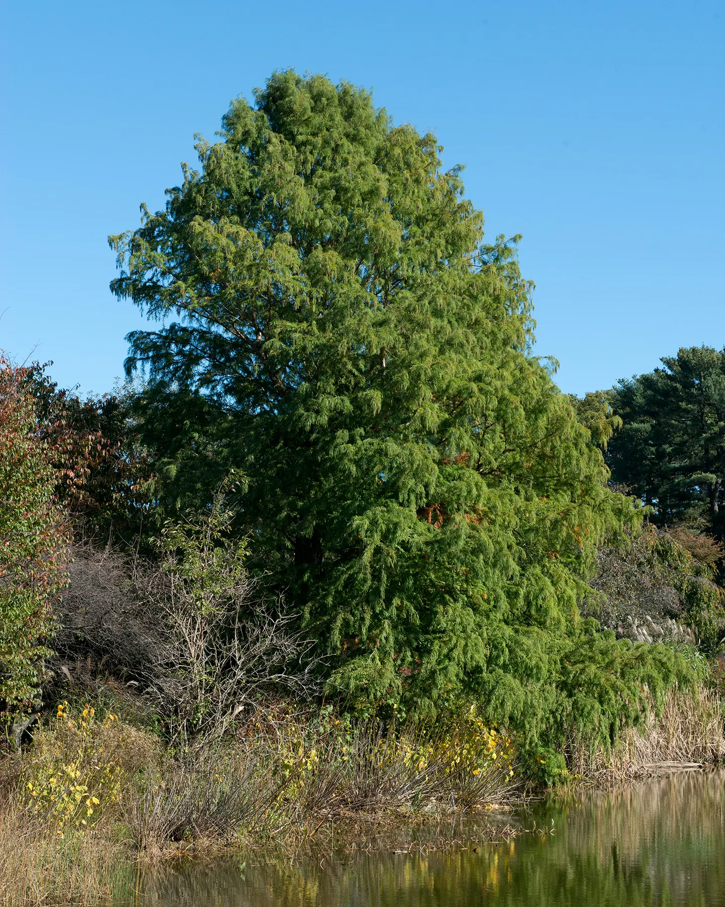 Pendens Bald Cypress (Taxodium Distichum 'Pendens') — Mature specimens can reach heights of 15-20 feet with a spread of 10-15 feet