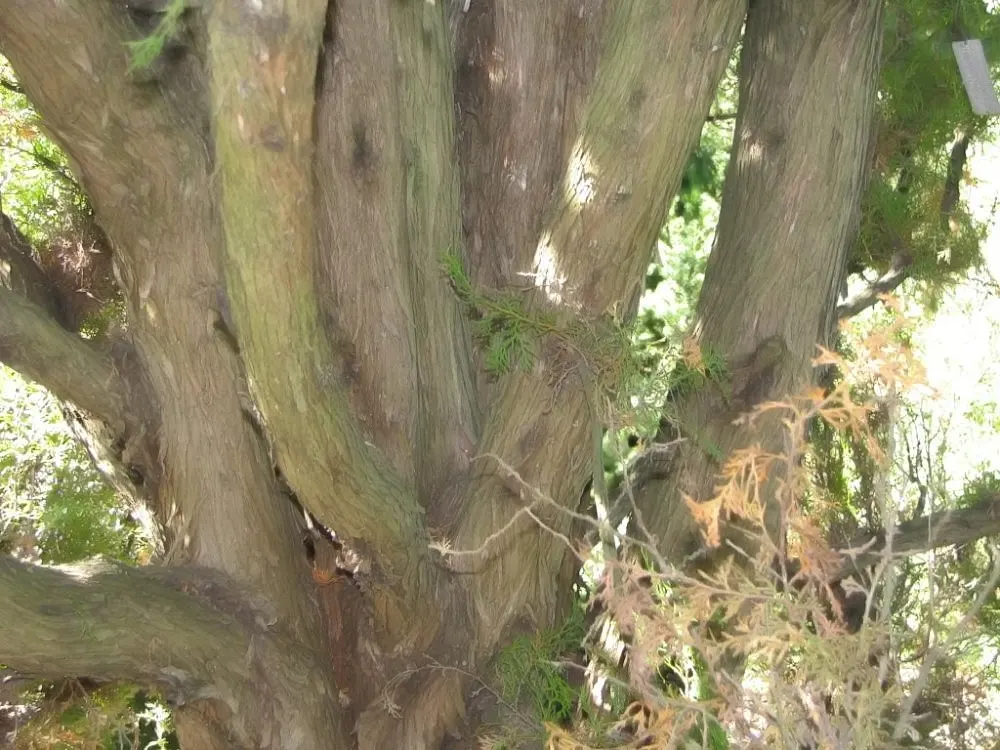 Pendens Bald Cypress (Taxodium Distichum 'Pendens') — offering a unique texture to landscapes