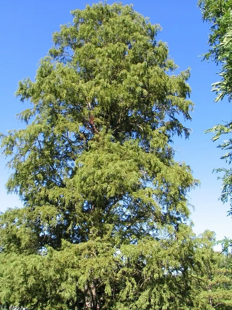 Pendens Bald Cypress (Taxodium Distichum 'Pendens') — feathery foliage that drapes elegantly from its branches