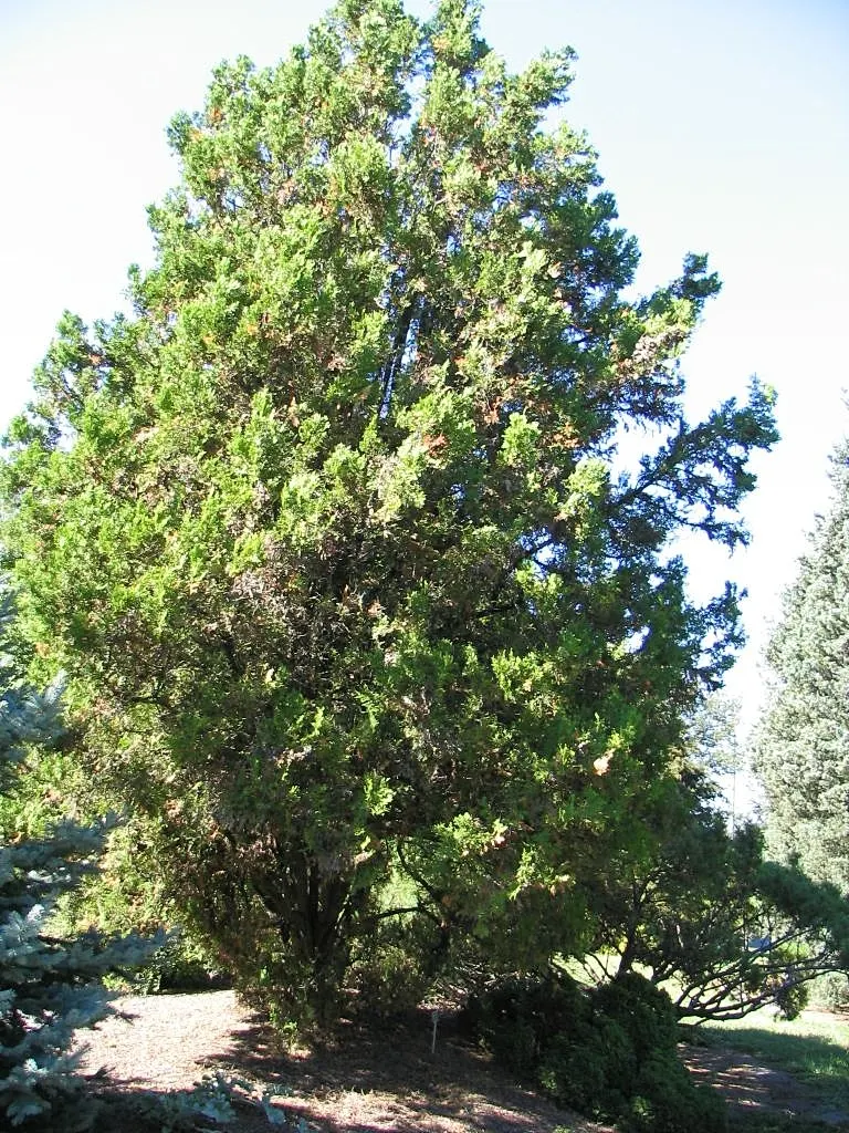 Pendens Bald Cypress (Taxodium Distichum 'Pendens') — perfect for creating focal points near water features
