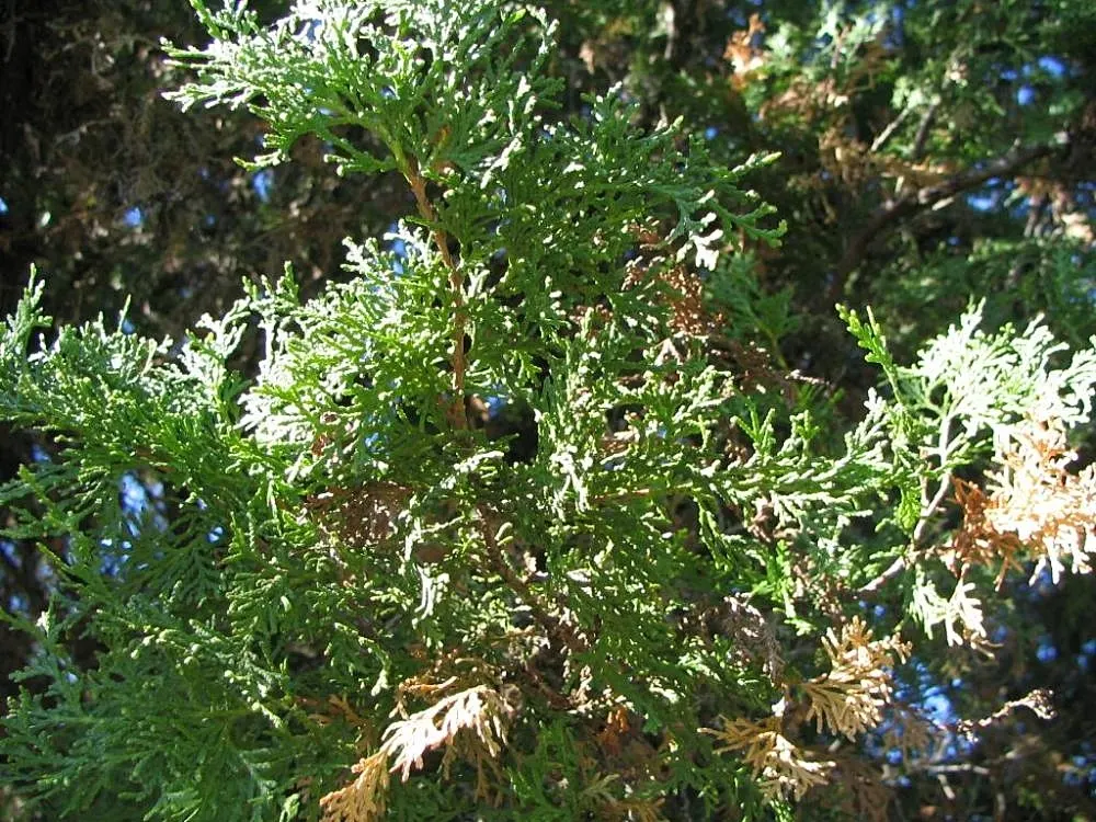 Pendens Bald Cypress (Taxodium Distichum 'Pendens') — is a captivating weeping variety of the native Bald Cypress