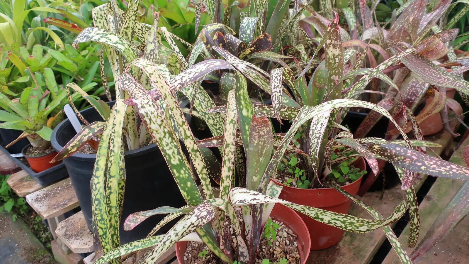 Billbergia Afterglow (Billbergia 'Afterglow') — Billbergia 'Afterglow' is a striking bromeliad with narrow