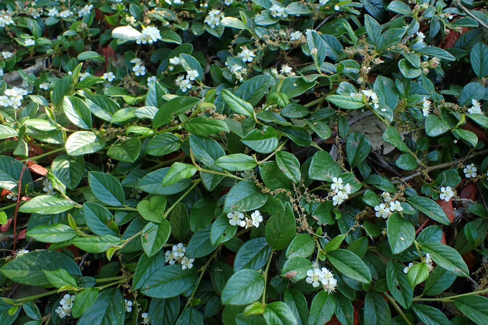 Bearberry Cotoneaster (Cotoneaster Dammeri) — The sleek, glossy, deep green leaves form a dense mat, producing a striking visual effect throughout, image 42
