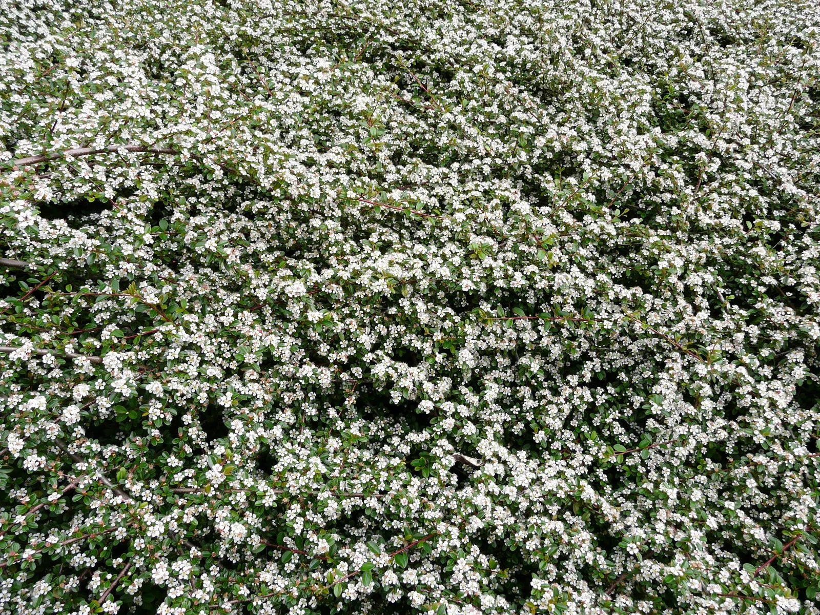 Bearberry Cotoneaster (Cotoneaster Dammeri) — It exhibits excellent adaptability; in late spring, it produces delicate, white to pale pink flowers, followed by