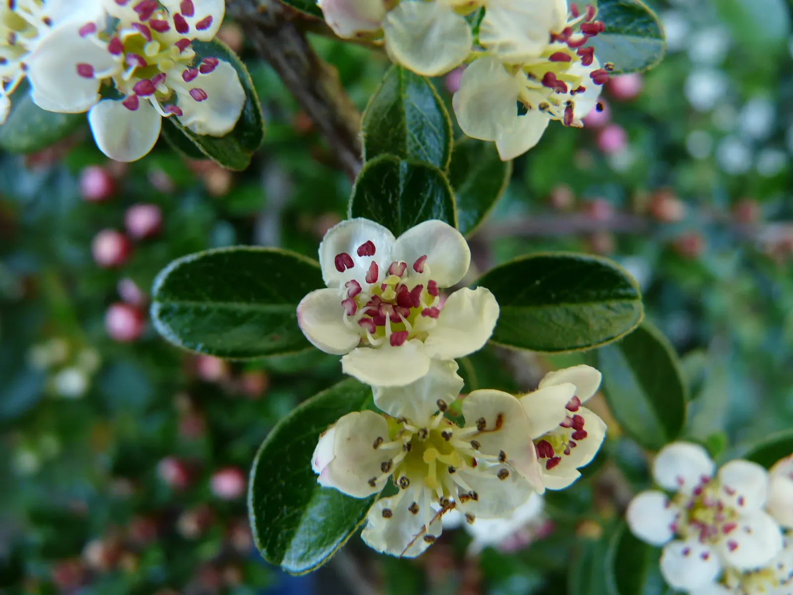 Bearberry Cotoneaster (Cotoneaster Dammeri) — and is USDA Zone 6-8 compatible