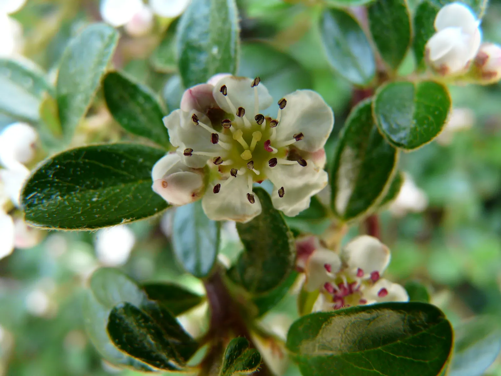 Bearberry Cotoneaster (Cotoneaster Dammeri) — Regular watering is important during the establishment phase; cotoneaster dammeri is particularly effective for