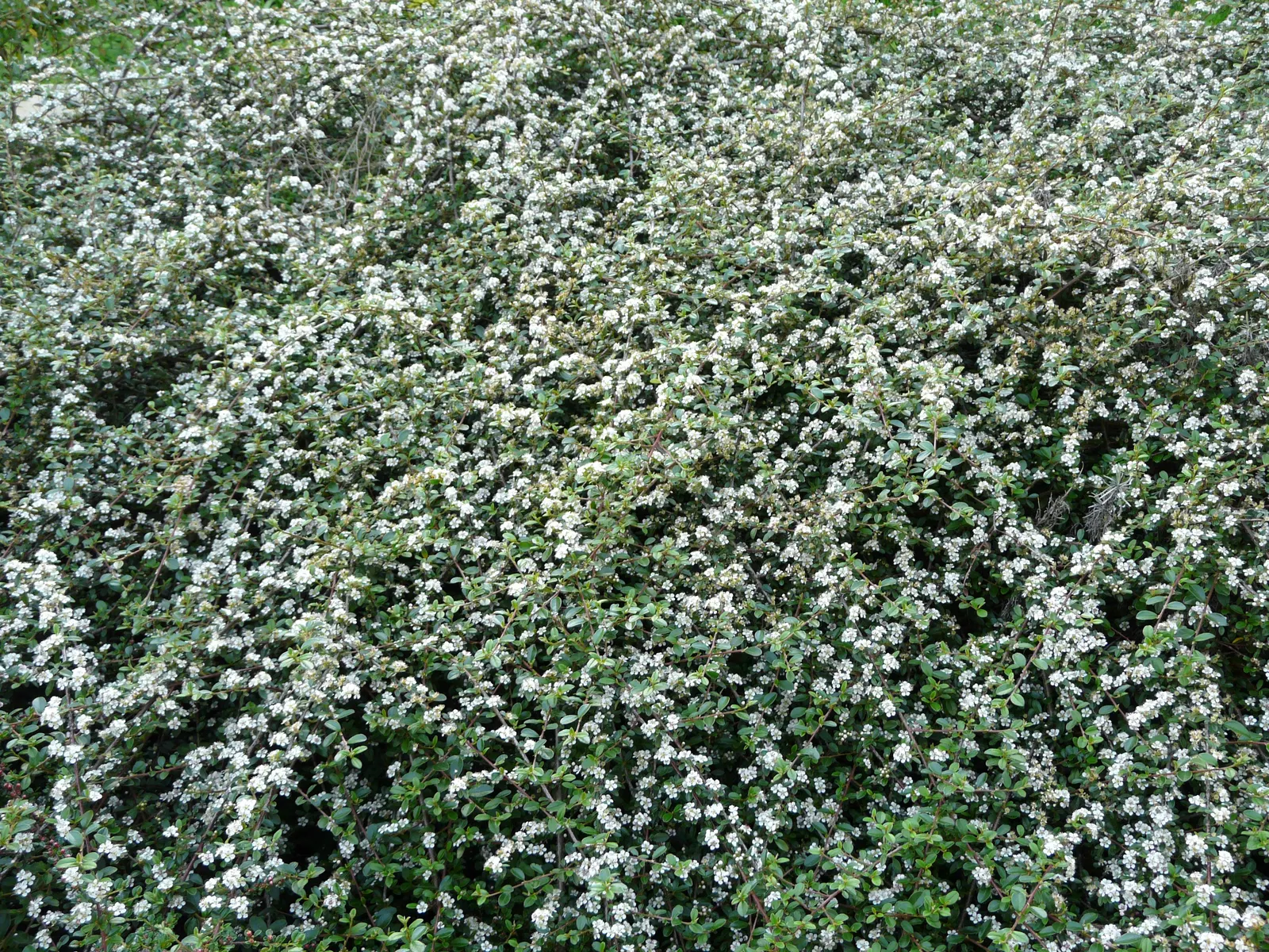 Bearberry Cotoneaster (Cotoneaster Dammeri) — it is fairly drought resistant