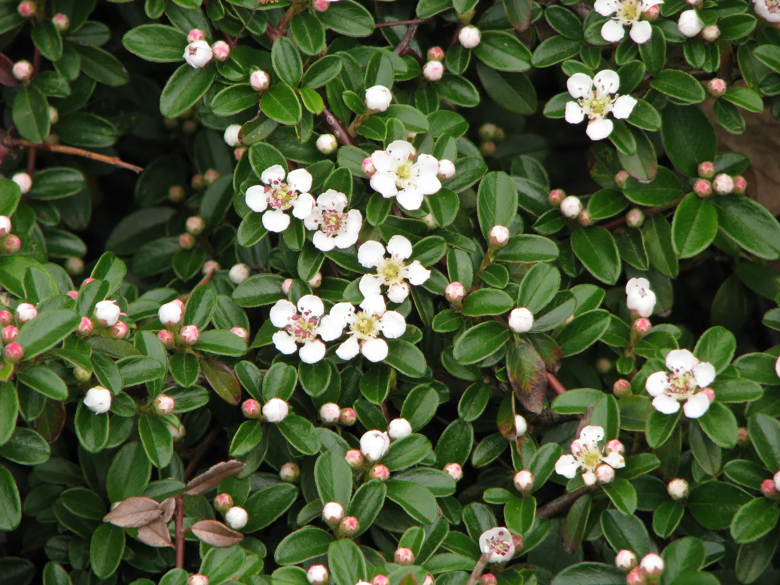 Bearberry Cotoneaster (Cotoneaster Dammeri) — These blooms give way to bright red berries in the fall