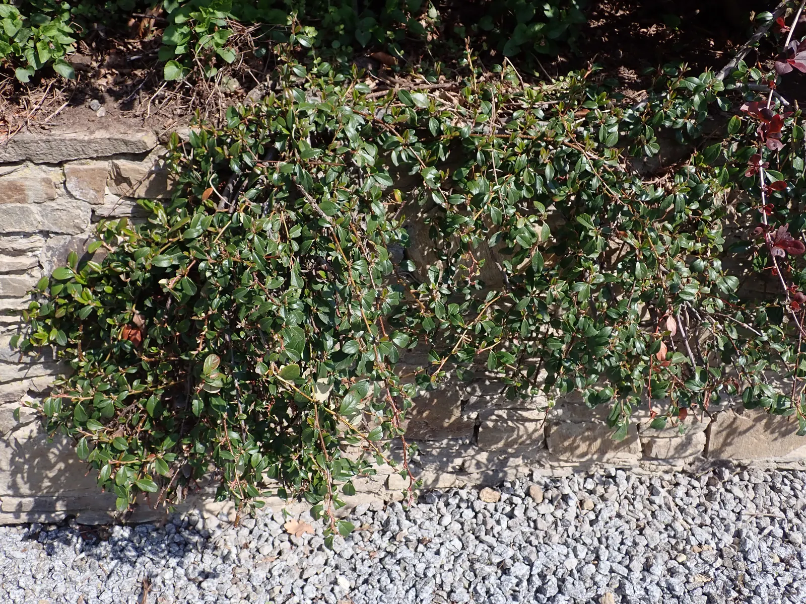 Bearberry Cotoneaster (Cotoneaster Dammeri) — requiring minimal pruning save for controlling its spread or shaping
