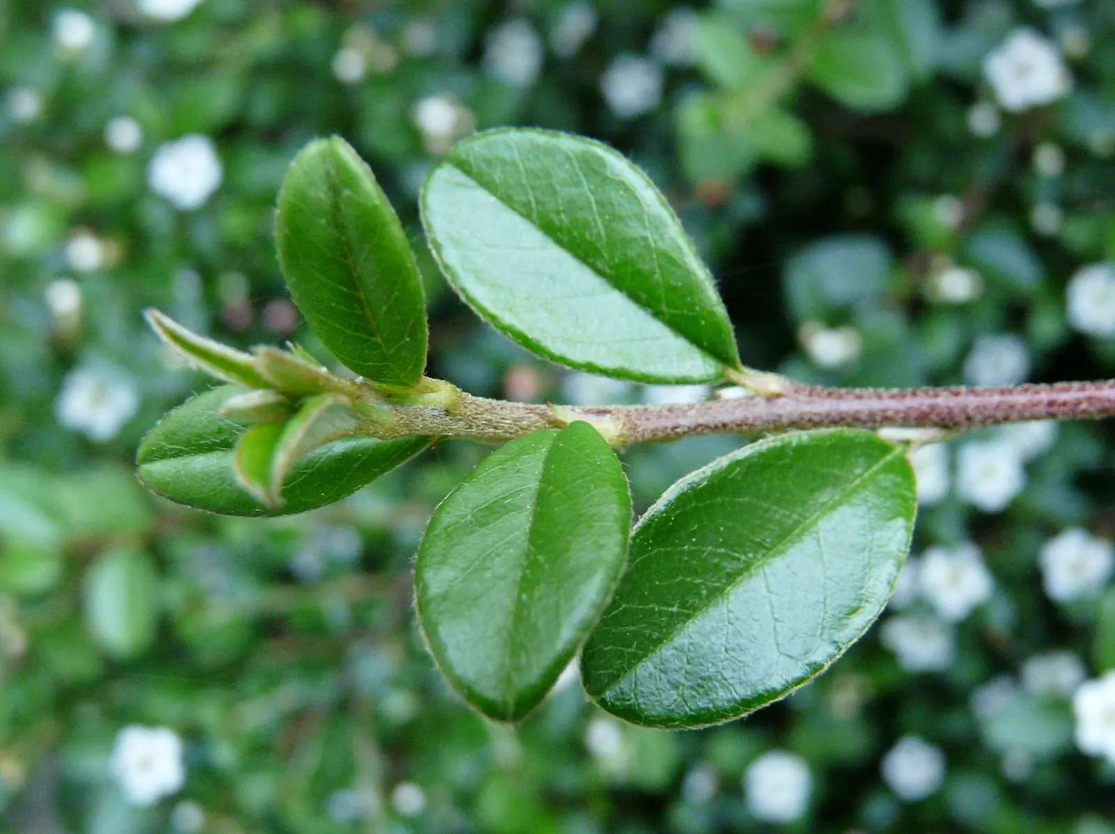Bearberry Cotoneaster (Cotoneaster Dammeri) — prefers full sun to partial shade
