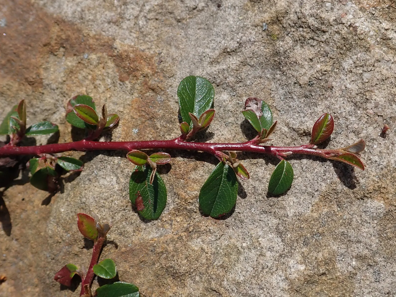Bearberry Cotoneaster (Cotoneaster Dammeri) — consider integrating this versatile ground cover for a touch of evergreen elegance and reliable