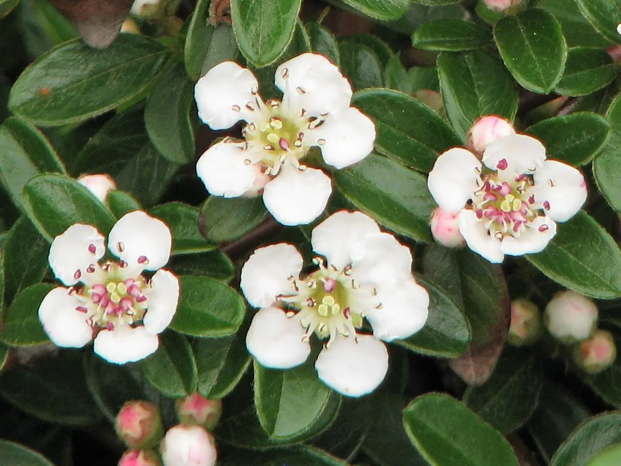 Bearberry Cotoneaster (Cotoneaster Dammeri) — In late spring, it produces delicate, white to pale pink flowers, followed by vibrant red berries in, image 29