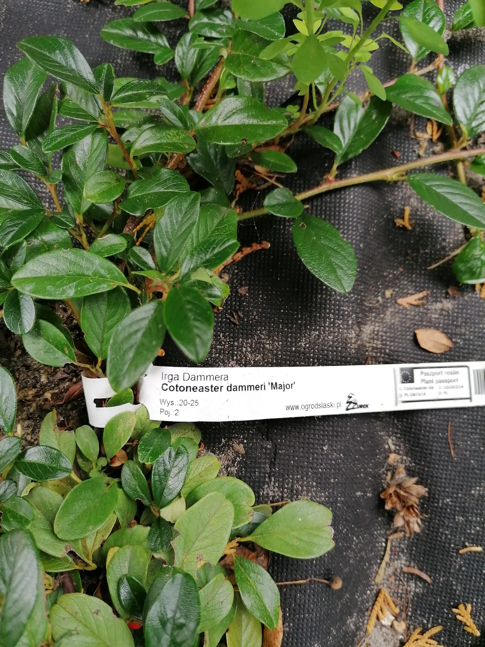 Bearberry Cotoneaster (Cotoneaster Dammeri) — and is USDA Zone 6-8 compatible; tolerating a range of soil conditions from well-drained sandy loams to clay