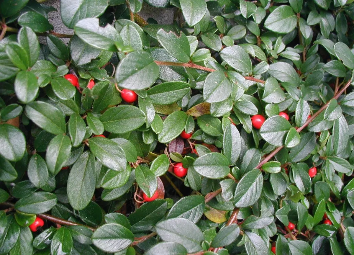 Bearberry Cotoneaster (Cotoneaster Dammeri) — thanks to its rooting branches; white flowers in the garden