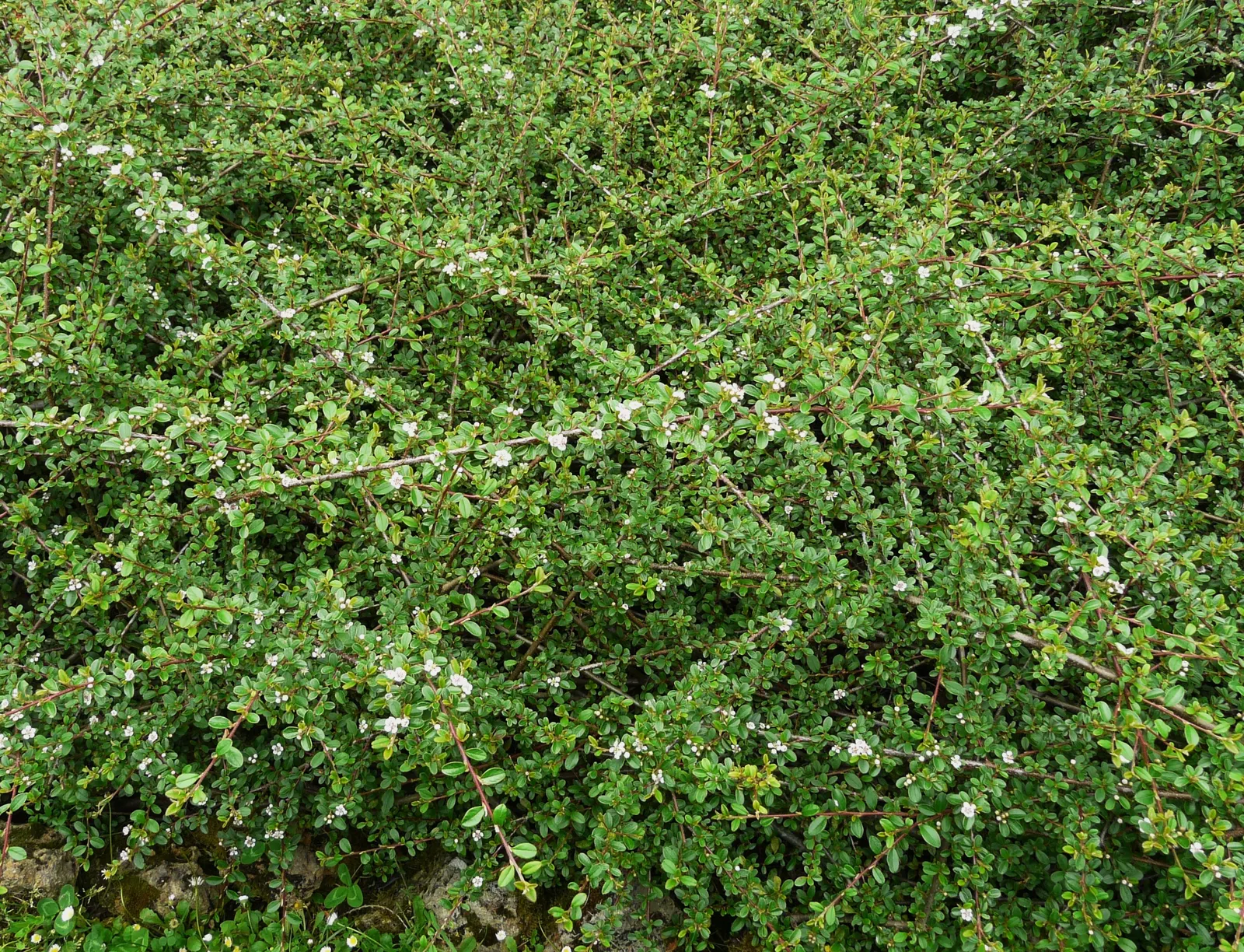 Bearberry Cotoneaster (Cotoneaster Dammeri) — It reaches 12-18 inches in height, spreading upto 6 feet, boasting dense, small, dark green leaves