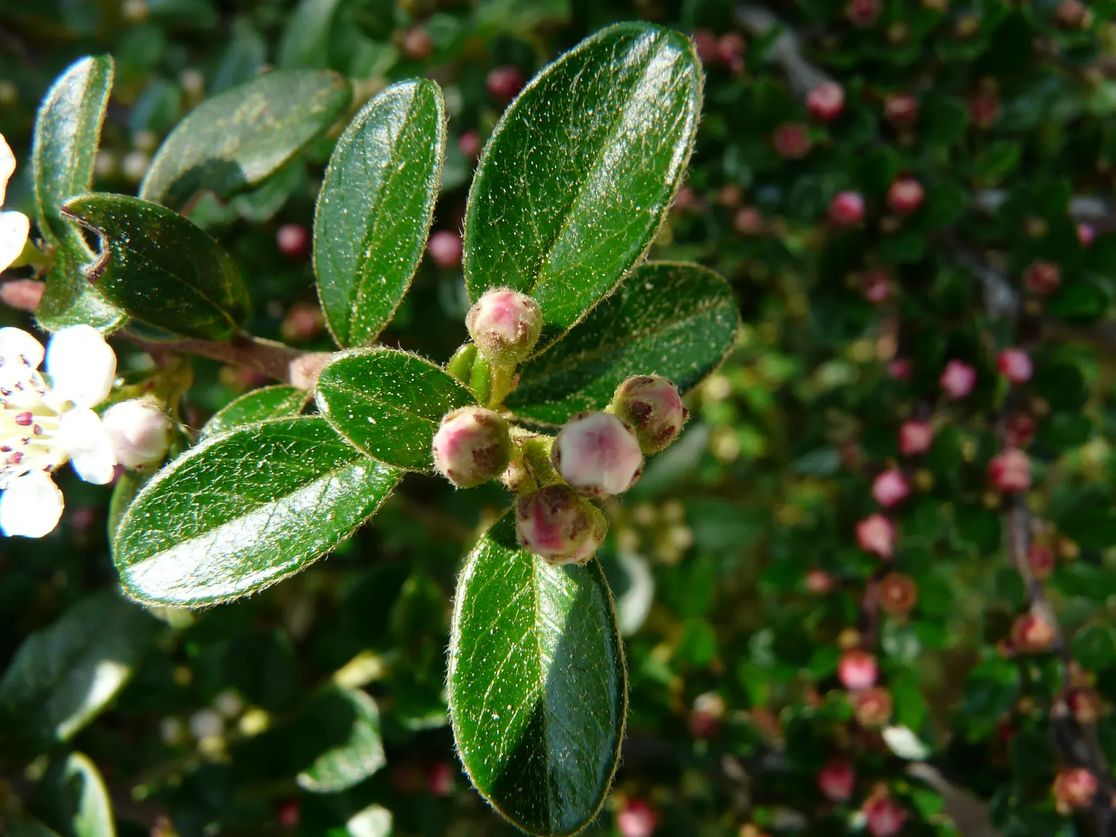 Bearberry Cotoneaster (Cotoneaster Dammeri) — low-growing evergreen shrub that offers a lush; the Bearberry Cotoneaster is a robust