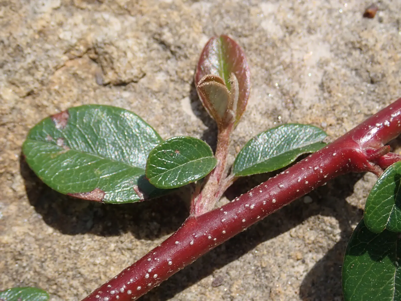 Bearberry Cotoneaster (Cotoneaster Dammeri) — Come spring, expect a modest display of small white flowers that will attract pollinators; it exhibits excellent