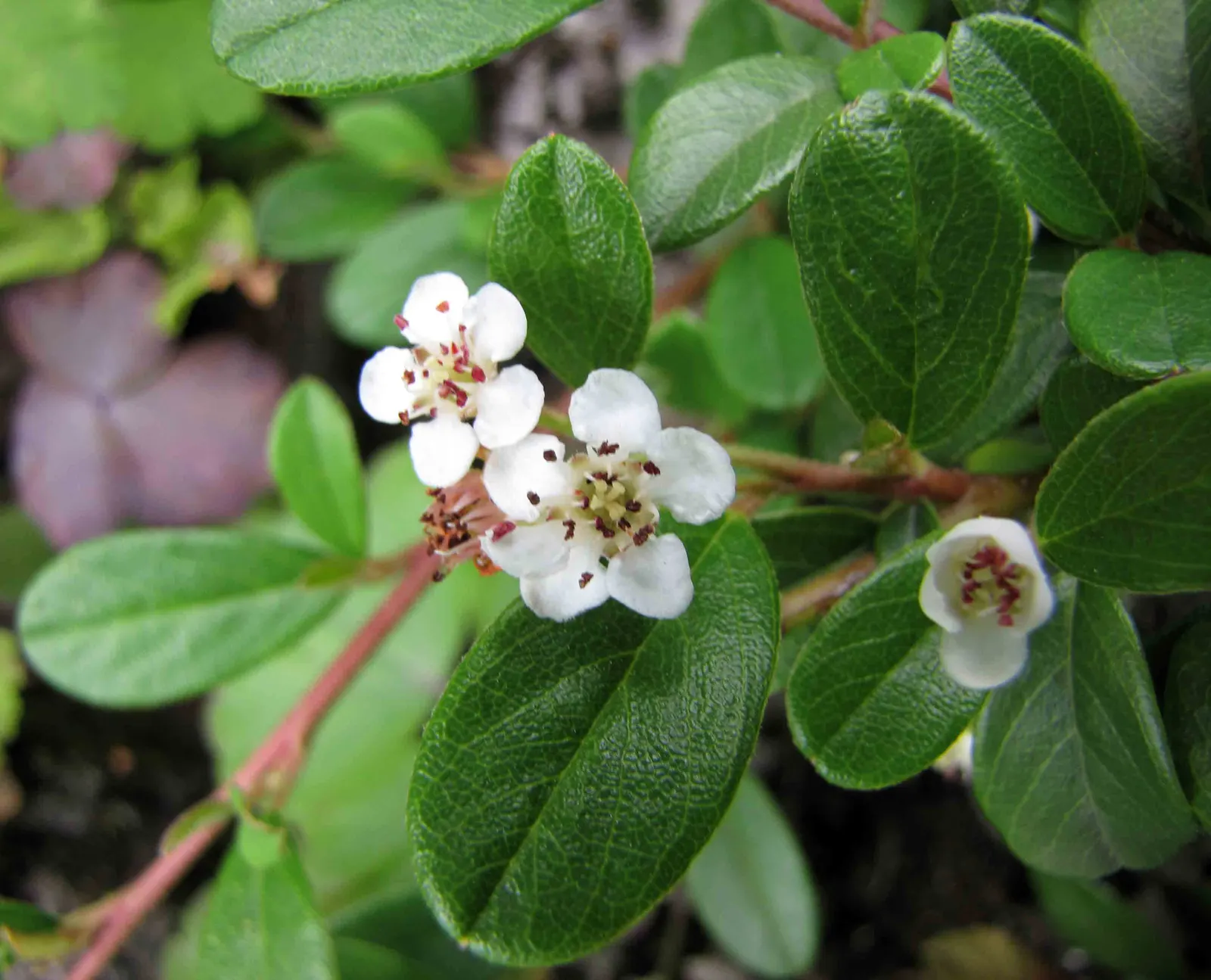 Bearberry Cotoneaster (Cotoneaster Dammeri) — The Bearberry Cotoneaster is a robust; the Bearberry Cotoneaster, Cotoneaster dammeri, is a low-growing