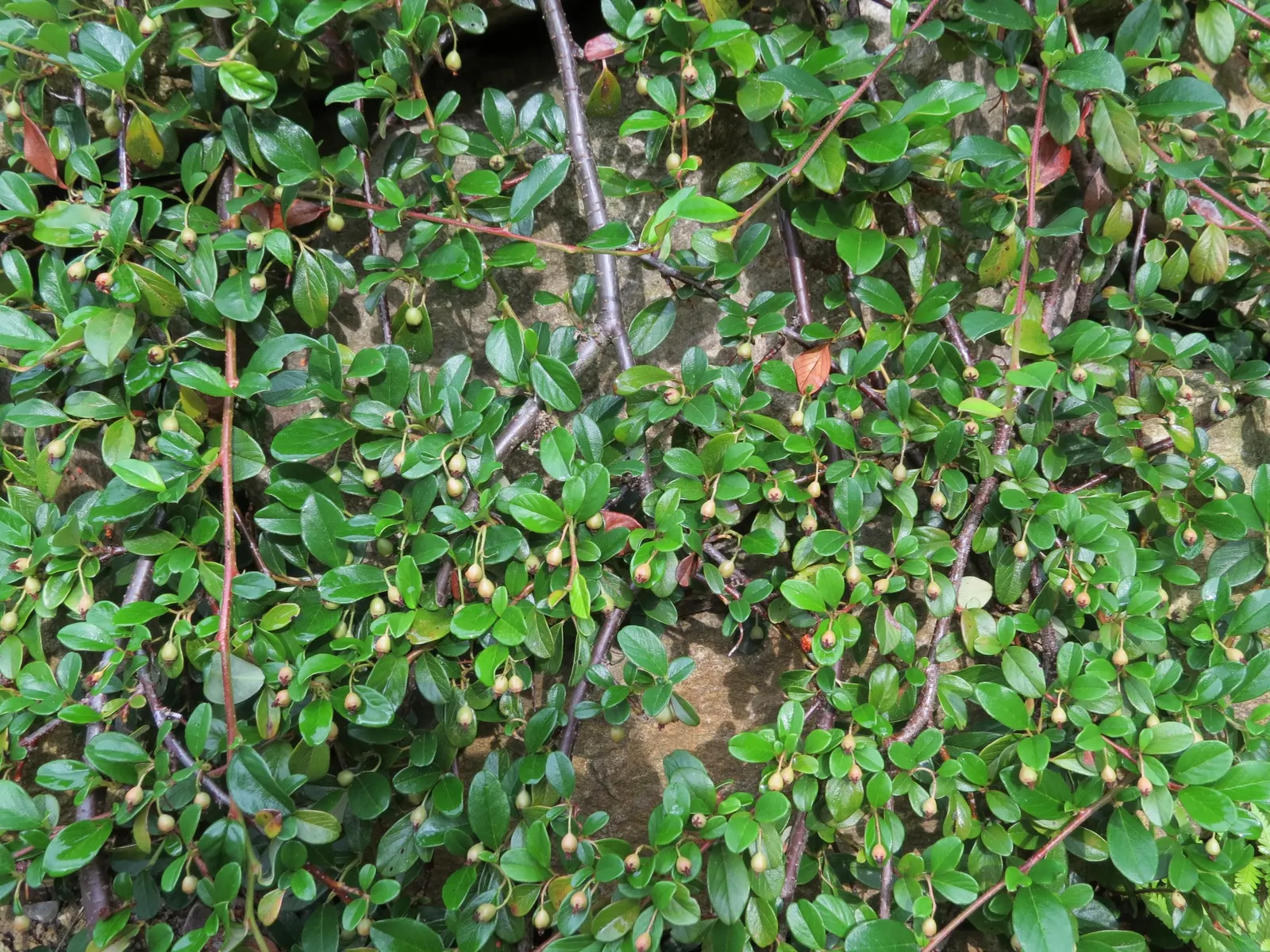 Bearberry Cotoneaster (Cotoneaster Dammeri) — The Bearberry Cotoneaster is a robust