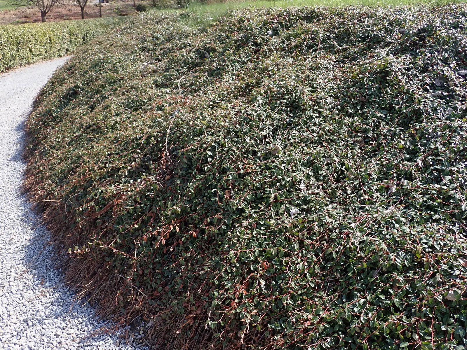 Bearberry Cotoneaster (Cotoneaster Dammeri) — ground cover / shrub for full or half