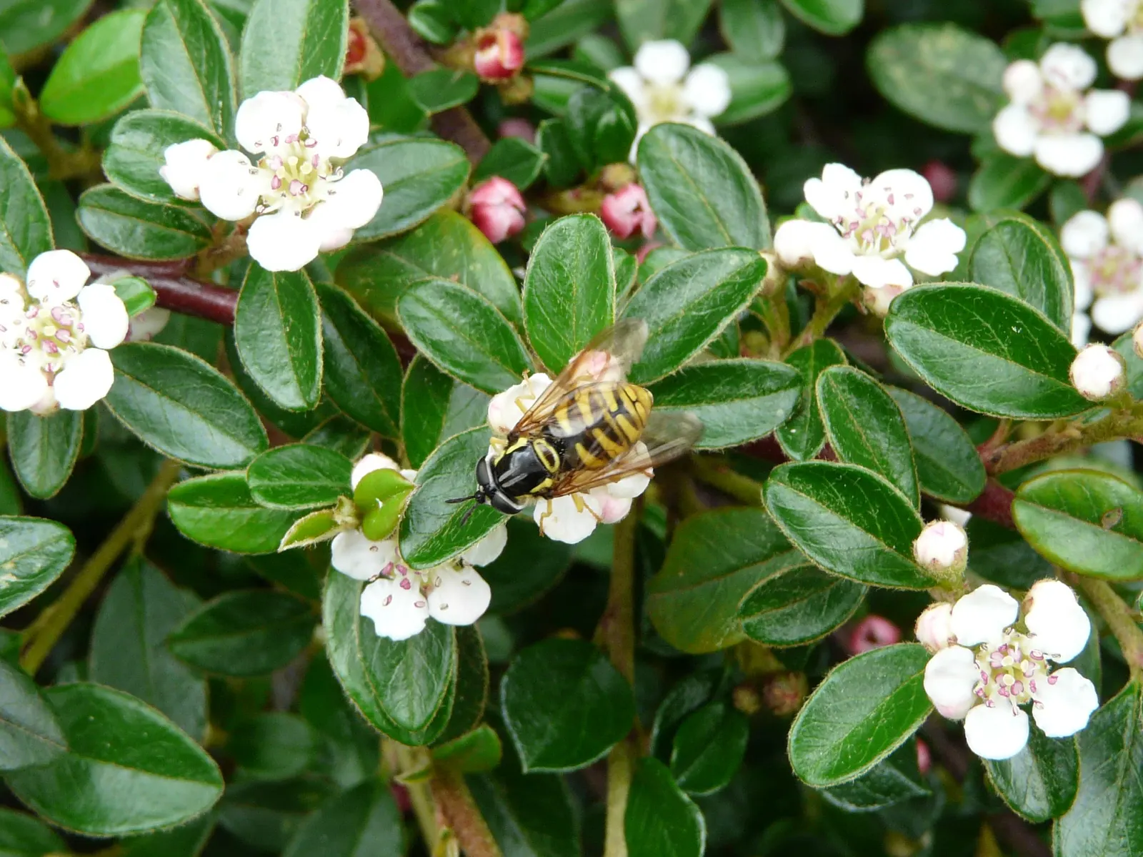 Bearberry Cotoneaster (Cotoneaster Dammeri) — offering year-round visual interest; requiring minimal pruning save for controlling its spread or shaping