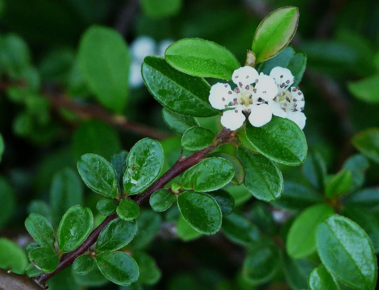 Bearberry Cotoneaster (Cotoneaster Dammeri) — The Bearberry Cotoneaster, Cotoneaster dammeri, is a low-growing, evergreen ground cover