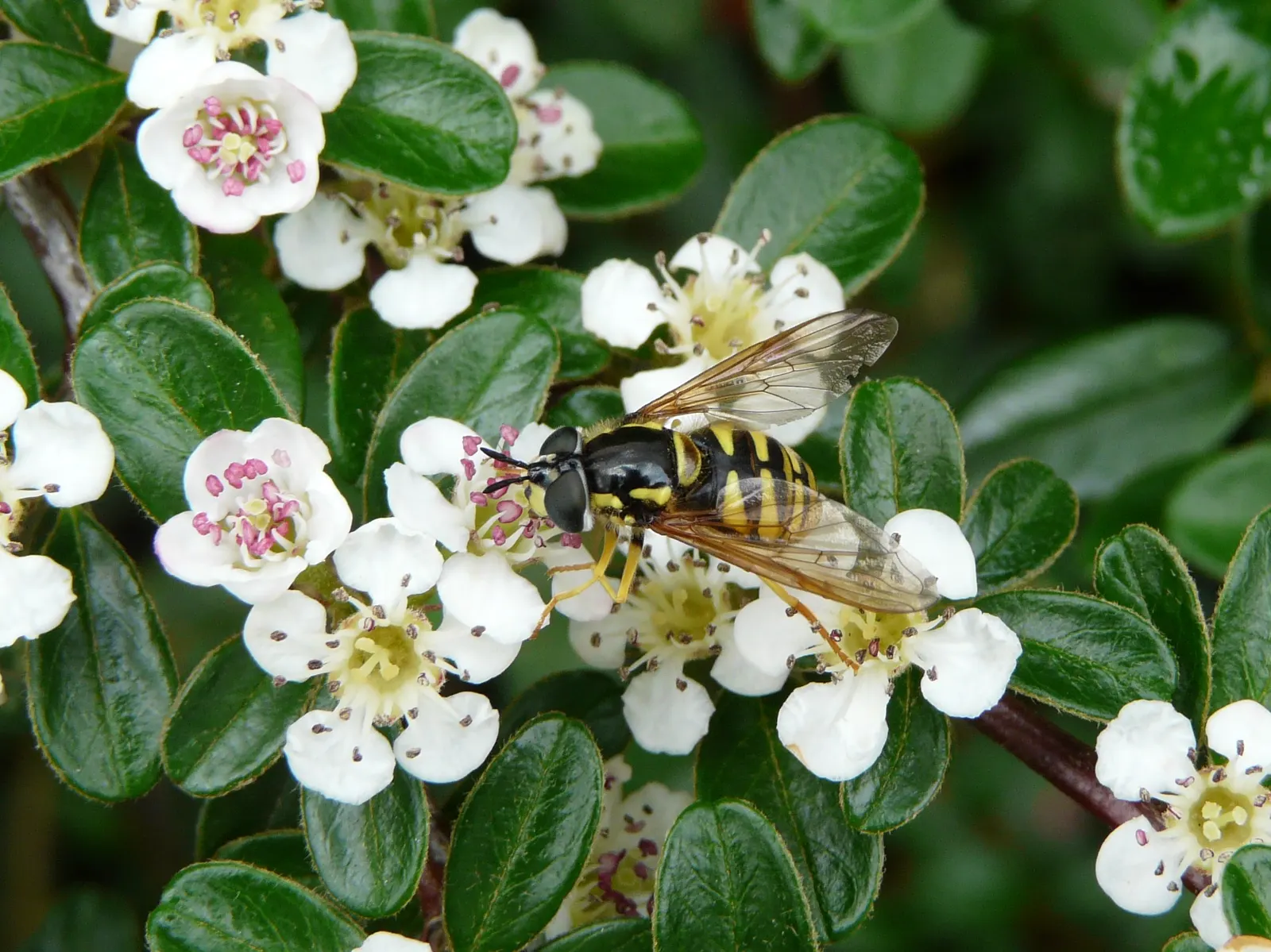 Bearberry Cotoneaster (Cotoneaster Dammeri) — ground cover / shrub with white blooms