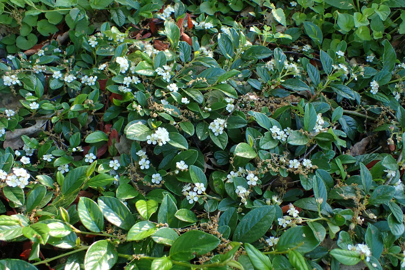 Bearberry Cotoneaster (Cotoneaster Dammeri) — the Bearberry Cotoneaster is relatively low-fuss