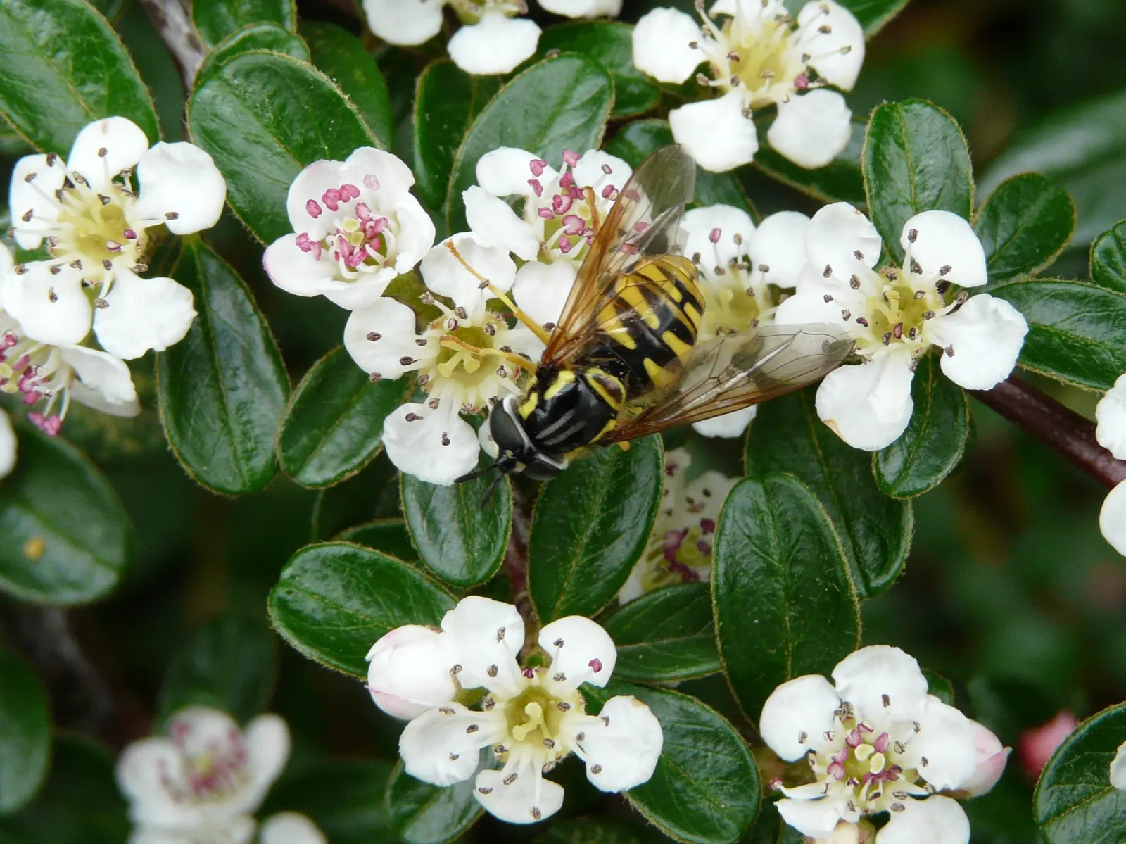 Bearberry Cotoneaster (Cotoneaster Dammeri) — requiring minimal pruning save for controlling its spread or shaping; offering year-round visual interest
