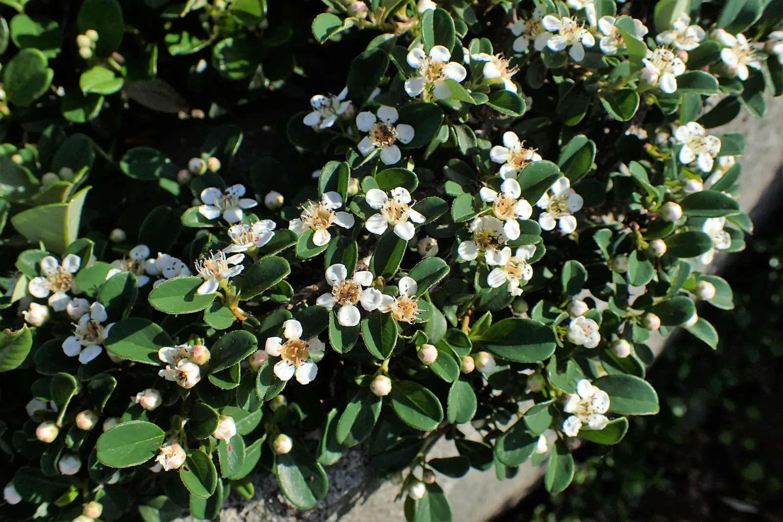 Bearberry Cotoneaster (Cotoneaster Dammeri) — the Bearberry Cotoneaster is relatively low-fuss; ground cover / shrub for full or half