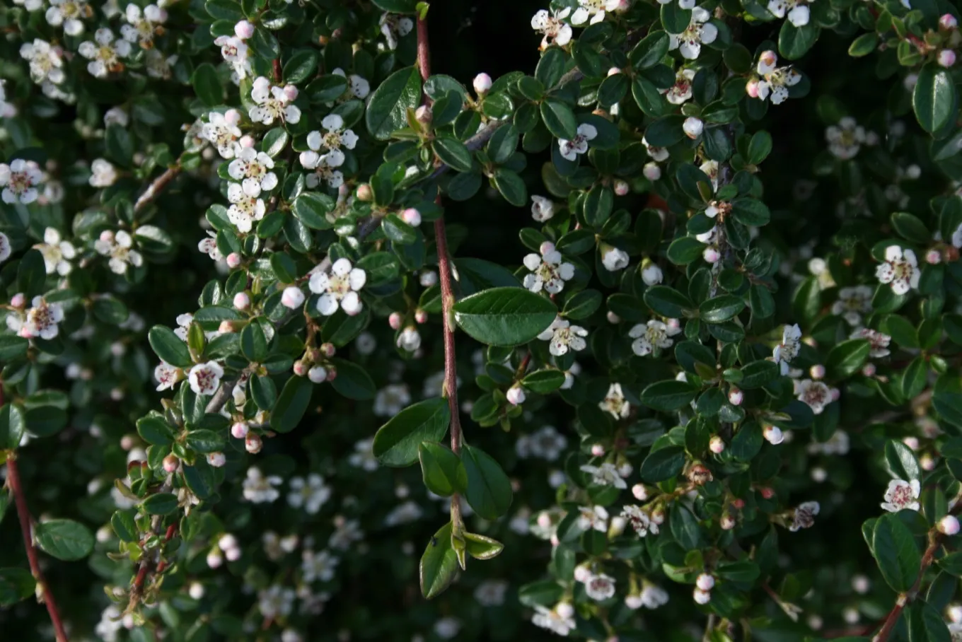 Bearberry Cotoneaster (Cotoneaster Dammeri) — Regular watering is important during the establishment phase