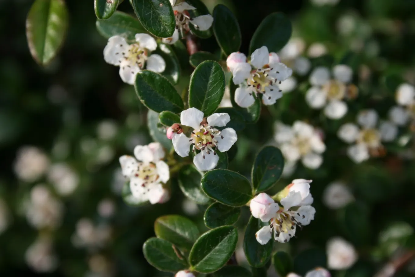 Bearberry Cotoneaster (Cotoneaster Dammeri) — it is fairly drought resistant; regular watering is important during the establishment phase