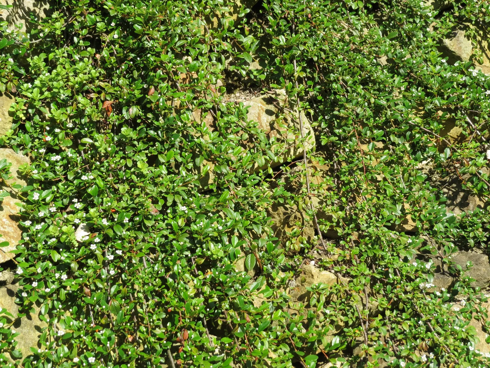 Bearberry Cotoneaster (Cotoneaster Dammeri) — white flowers in the garden