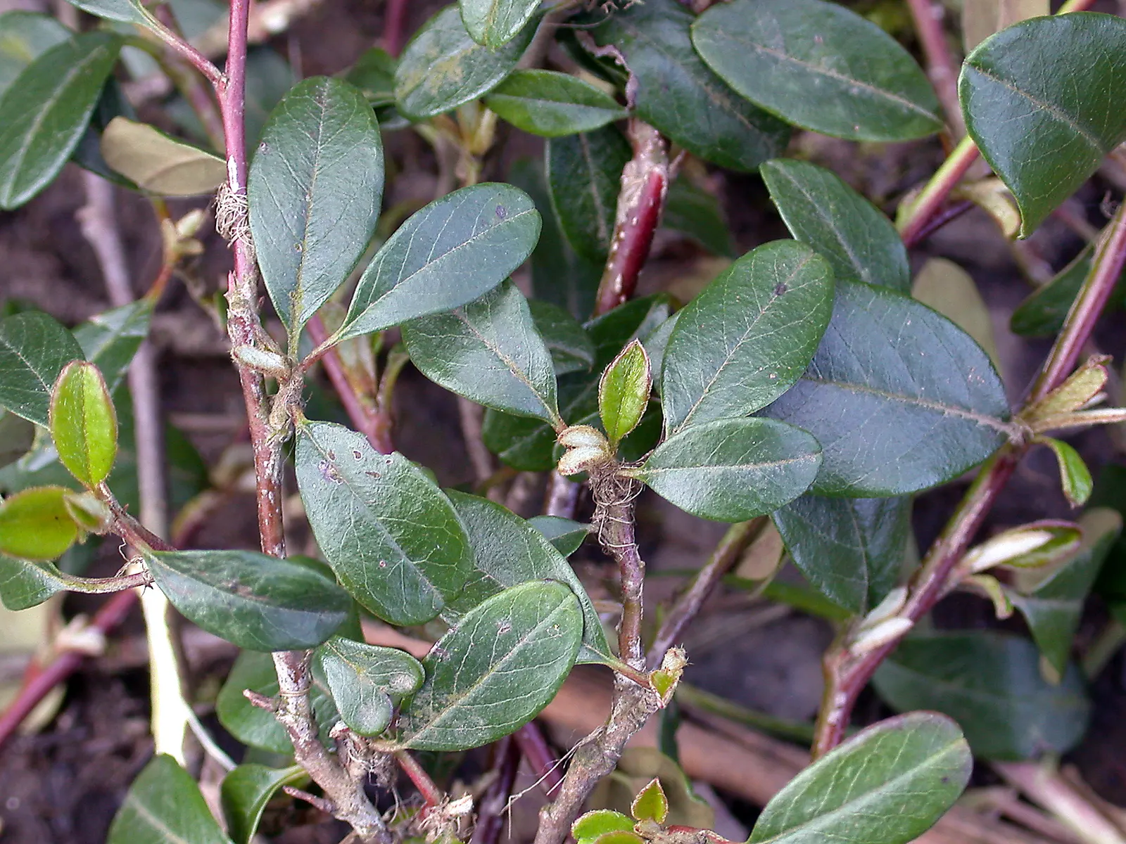 Bearberry Cotoneaster (Cotoneaster Dammeri) — Cotoneaster dammeri is particularly effective for stabilizing slopes or banks; come spring, expect a modest