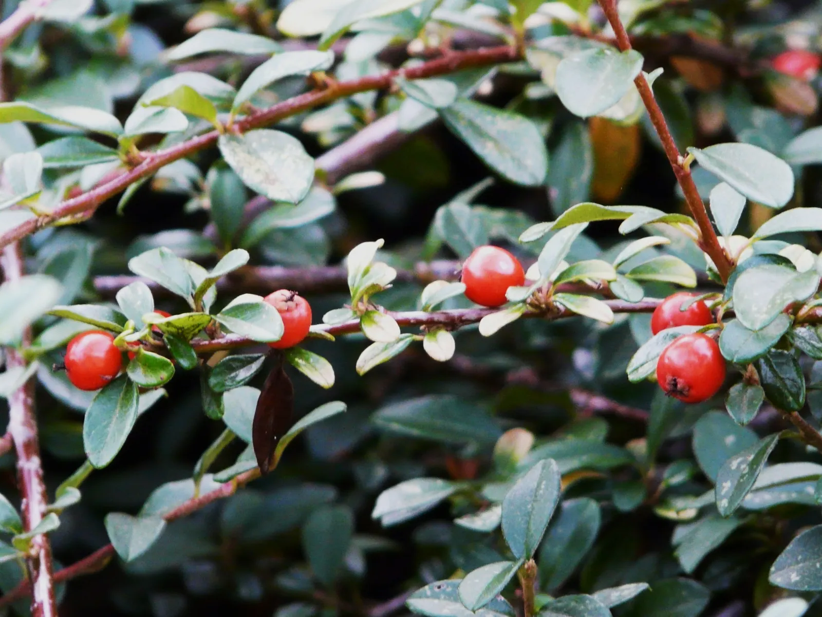 Bearberry Cotoneaster (Cotoneaster Dammeri) — prefers full sun to partial shade; and is USDA Zone 6-8 compatible