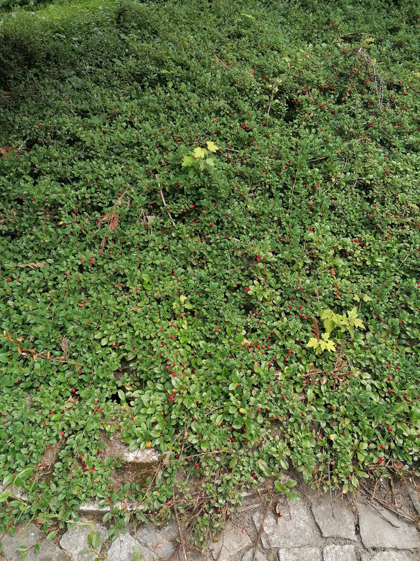Bearberry Cotoneaster (Cotoneaster Dammeri) — In late spring, it produces delicate, white to pale pink flowers, followed by vibrant red berries in the fall