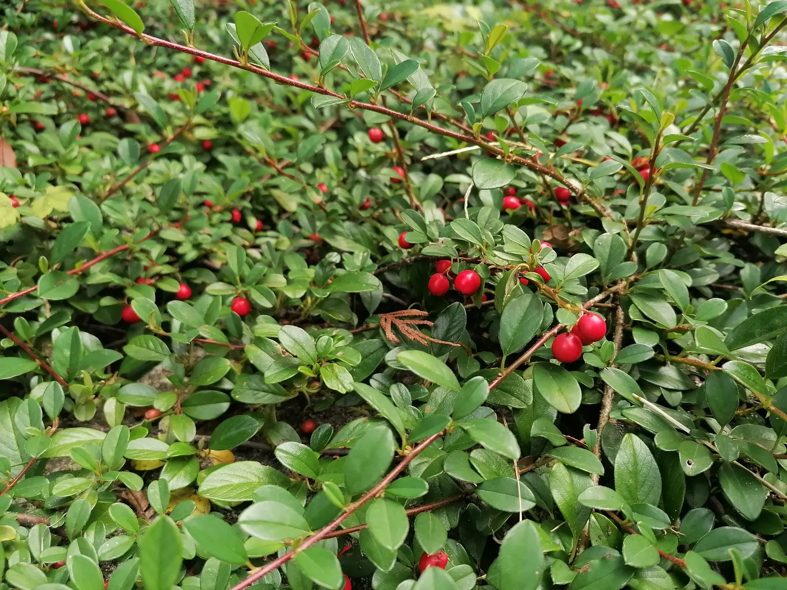 Bearberry Cotoneaster (Cotoneaster Dammeri) — thanks to its rooting branches
