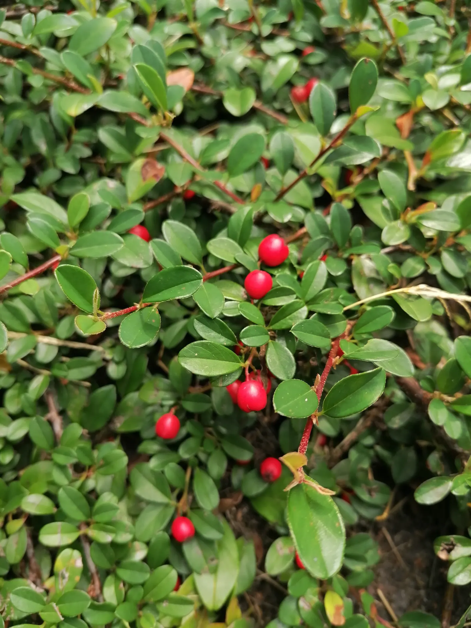 Bearberry Cotoneaster (Cotoneaster Dammeri) — It exhibits excellent adaptability