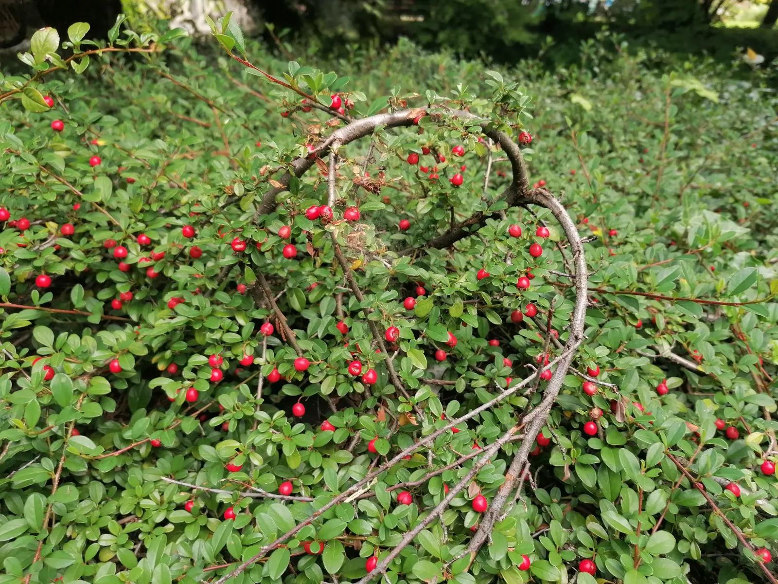 Bearberry Cotoneaster (Cotoneaster Dammeri) — ground-covering texture to any landscape