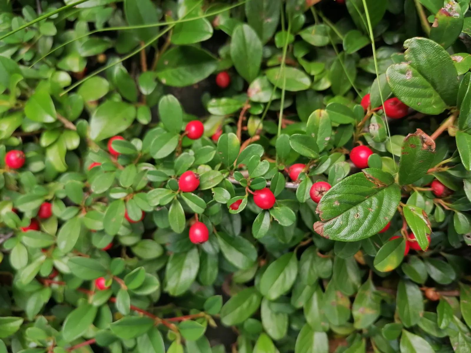 Bearberry Cotoneaster (Cotoneaster Dammeri) — Come spring, expect a modest display of small white flowers that will attract pollinators