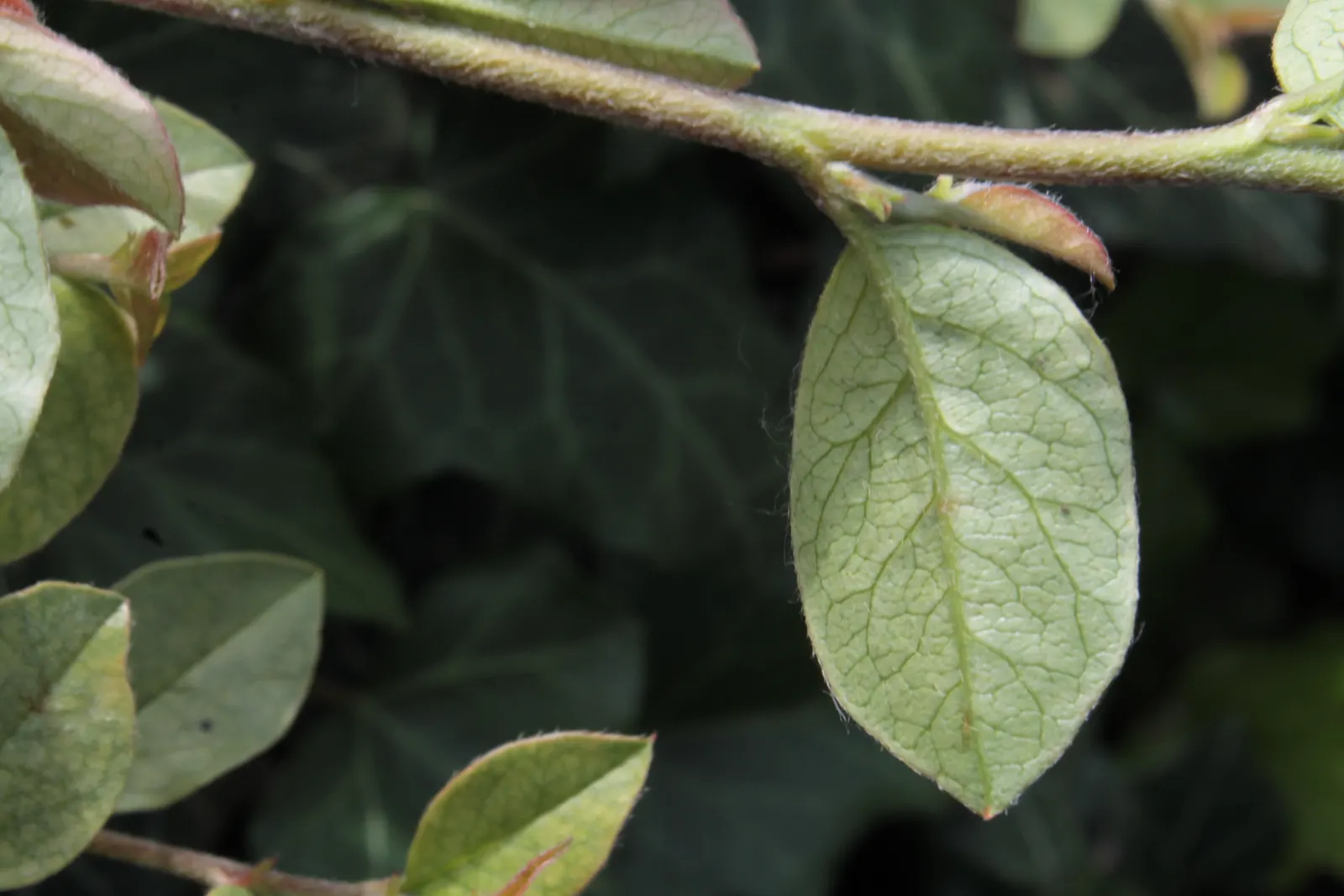 Bearberry Cotoneaster (Cotoneaster Dammeri) — The sleek, glossy, deep green leaves form a dense mat, producing a striking visual effect throughout the year