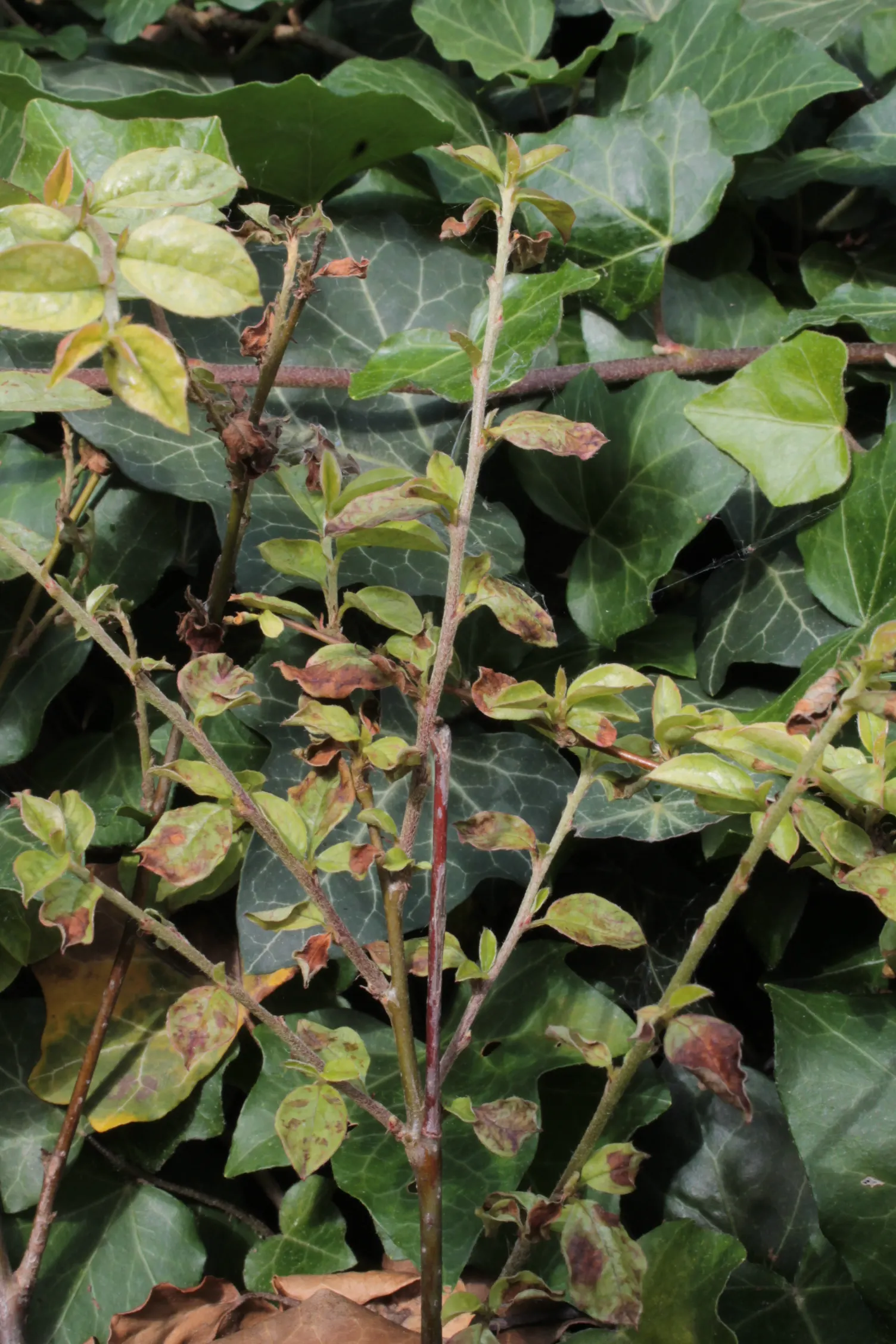 Bearberry Cotoneaster (Cotoneaster Dammeri) — It reaches 12-18 inches in height, spreading upto 6 feet, boasting dense, small, dark green leaves; ideally