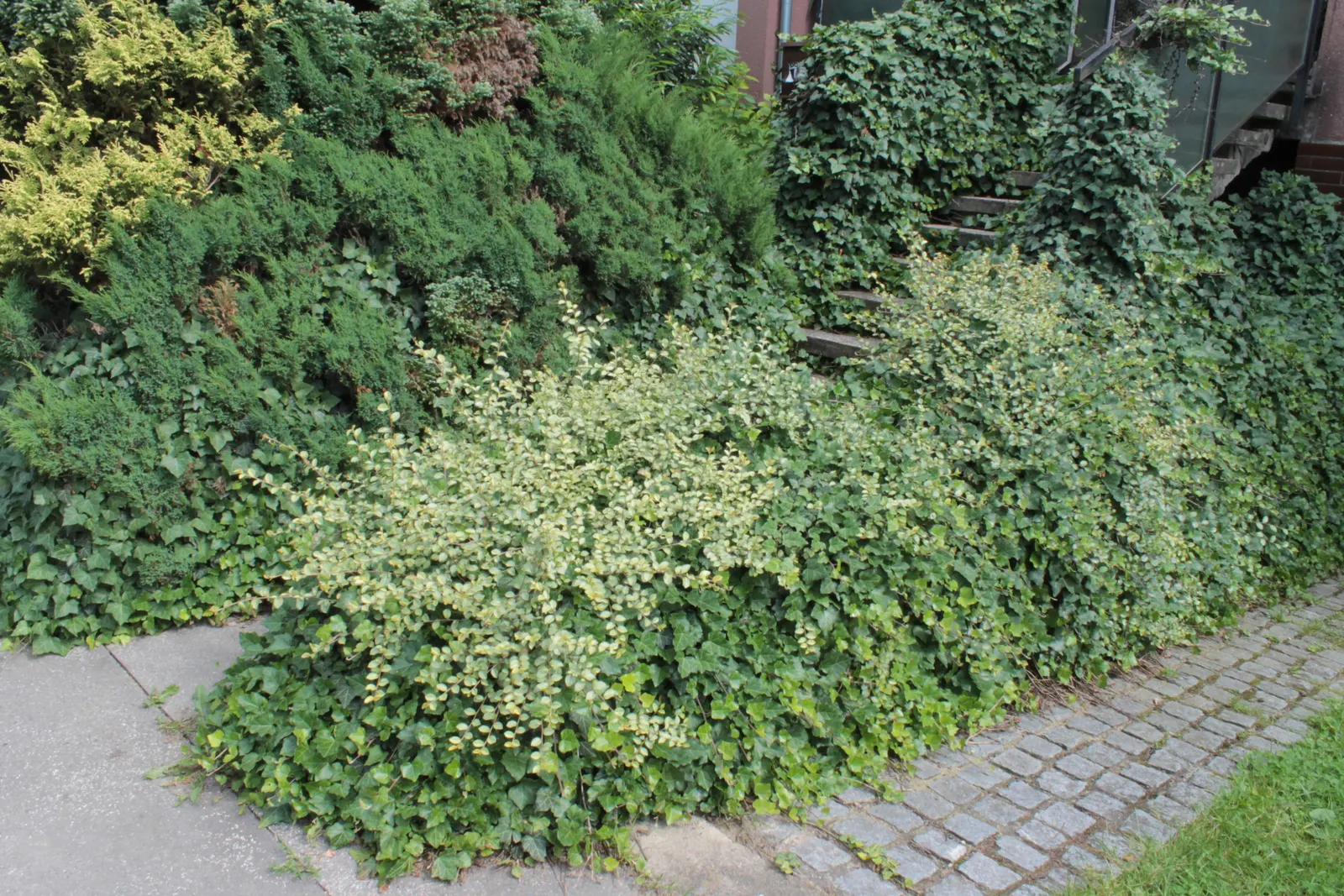 Bearberry Cotoneaster (Cotoneaster Dammeri) — Ideally suited for zones 5 through 7, this plant thrives in full sun to partial shade; it is fairly drought
