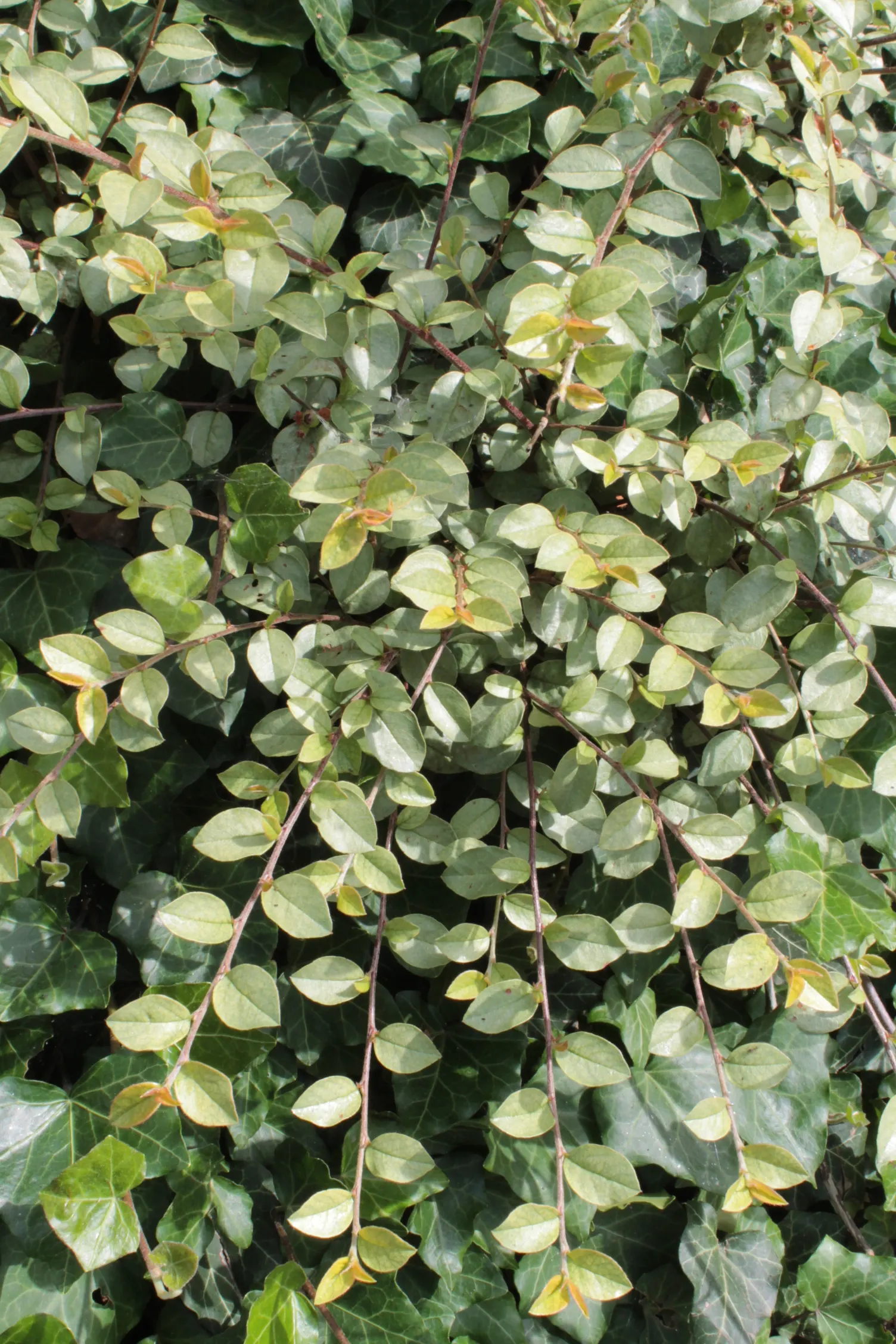 Bearberry Cotoneaster (Cotoneaster Dammeri) — tolerating a range of soil conditions from well-drained sandy loams to clay; ground-covering texture to any