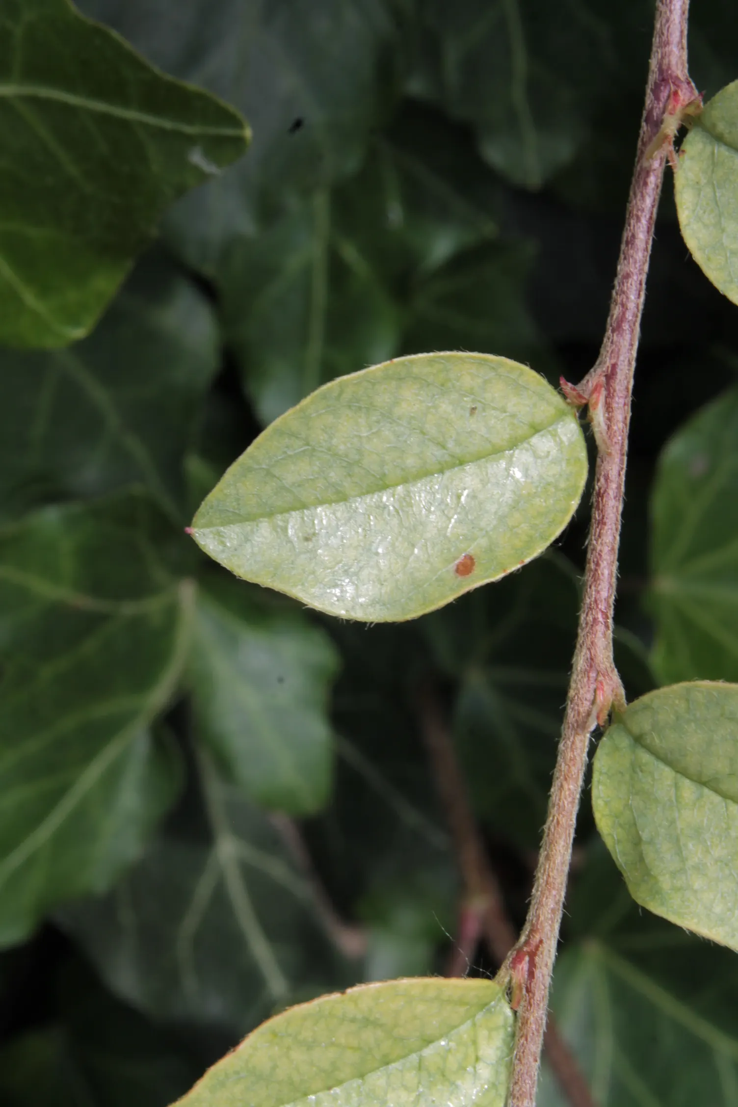 Bearberry Cotoneaster (Cotoneaster Dammeri) — tolerating a range of soil conditions from well-drained sandy loams to clay