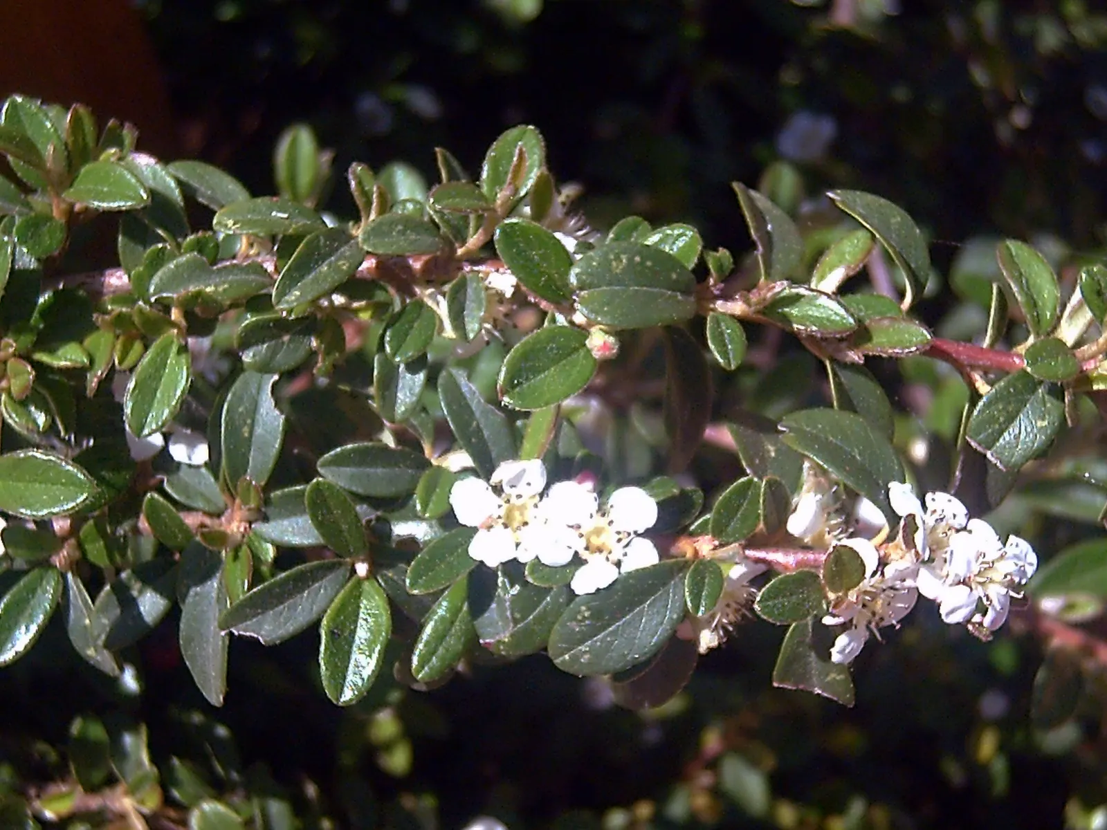 Bearberry Cotoneaster (Cotoneaster Dammeri) — Ideally suited for zones 5 through 7, this plant thrives in full sun to partial shade