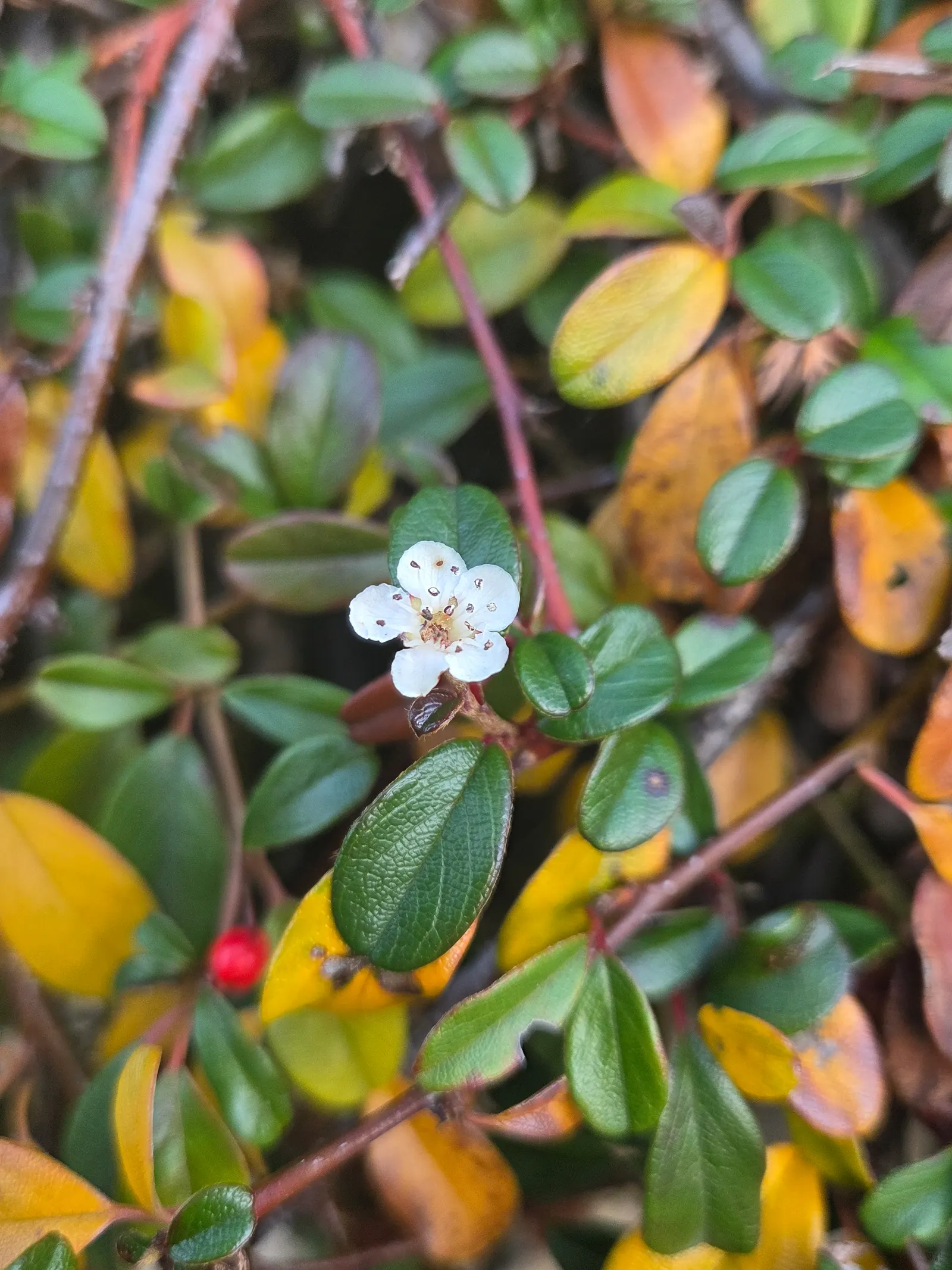 Bearberry Cotoneaster (Cotoneaster Dammeri) — These blooms give way to bright red berries in the fall; the Bearberry Cotoneaster is relatively low-fuss