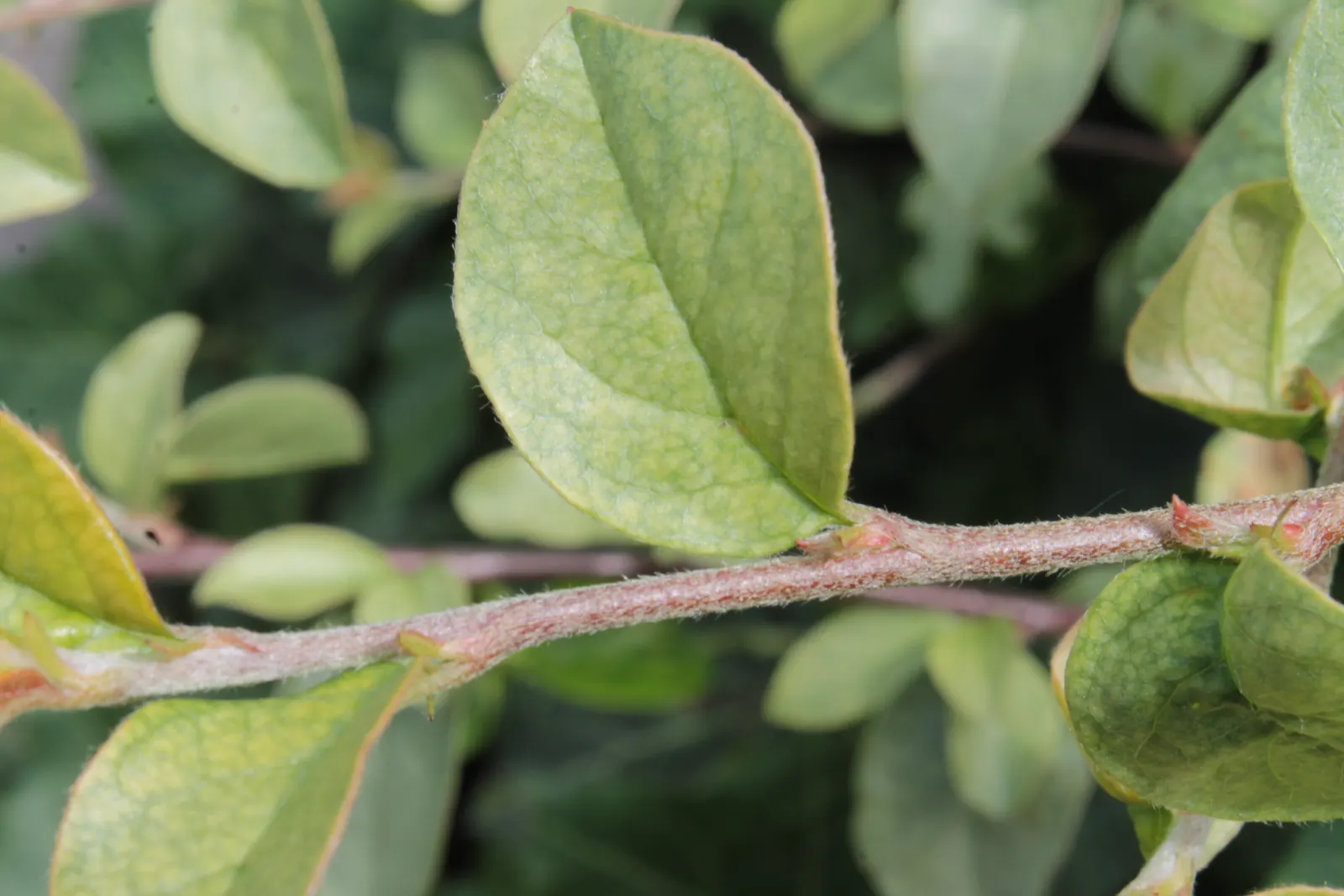 Bearberry Cotoneaster (Cotoneaster Dammeri) — Cotoneaster dammeri is particularly effective for stabilizing slopes or banks