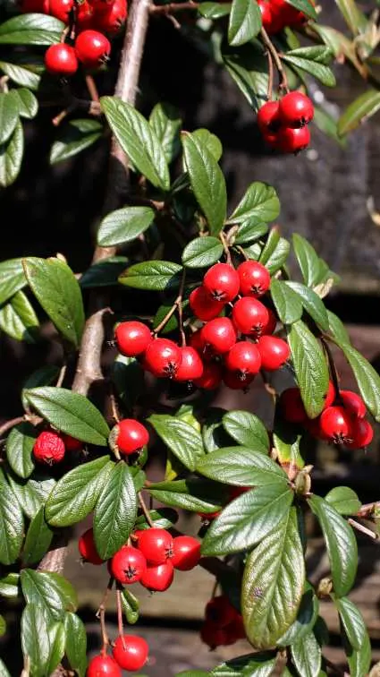 Bearberry Cotoneaster (Cotoneaster Dammeri) — This hardy plant tolerates various soils